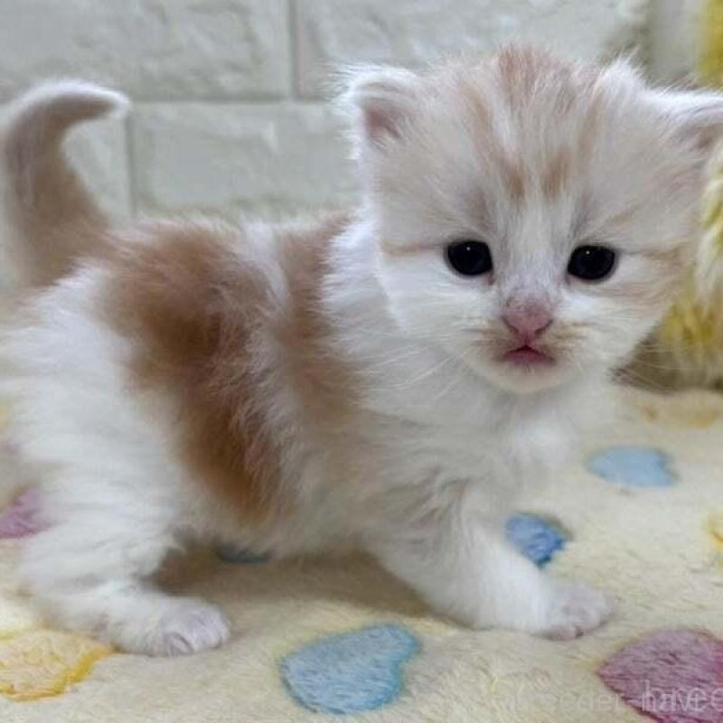 販売中の山梨県のスコティッシュフォールド-138029の2枚目