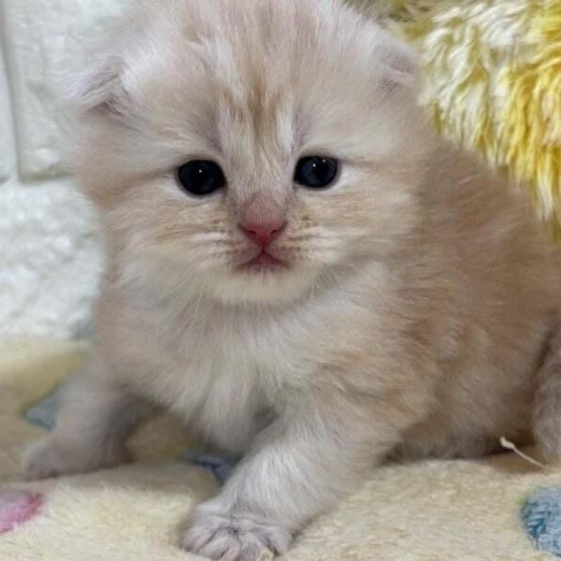 販売中の山梨県のスコティッシュフォールド(折れ耳)-138030の4枚目