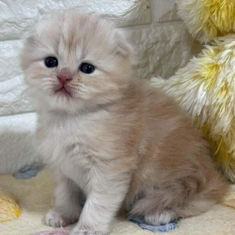 販売中の山梨県のスコティッシュフォールド(折れ耳)-138030の2枚目