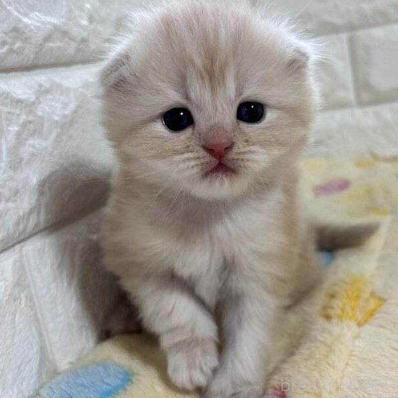 販売中の山梨県のスコティッシュフォールド(折れ耳)-138030の1枚目