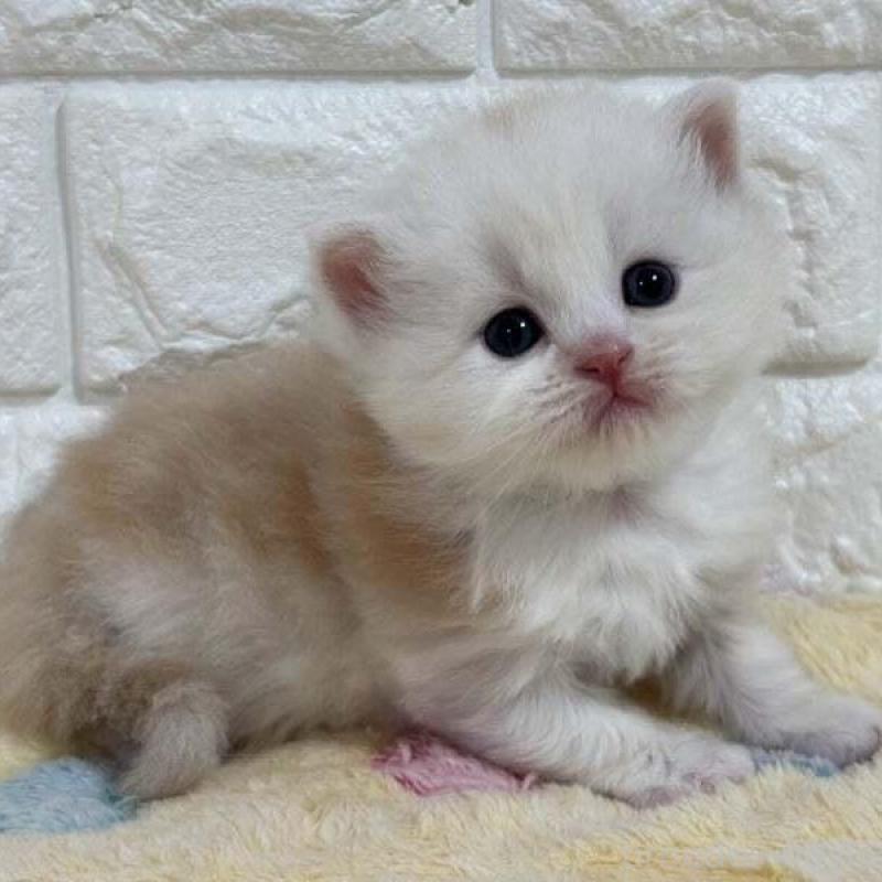 販売中の山梨県のスコティッシュフォールド-138031の5枚目