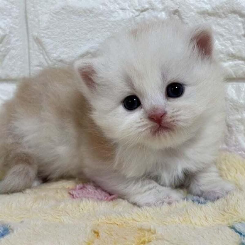 販売中の山梨県のスコティッシュフォールド-138031の4枚目