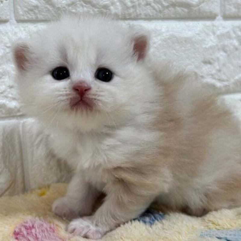 販売中の山梨県のスコティッシュフォールド-138031の3枚目