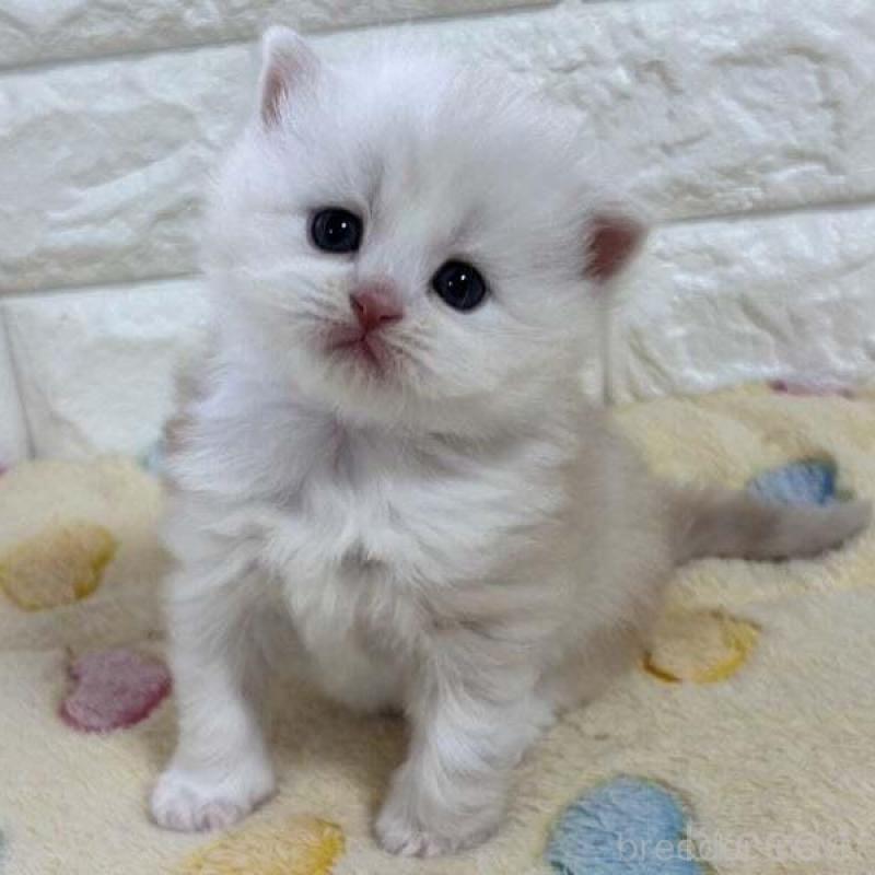 販売中の山梨県のスコティッシュフォールド-138031