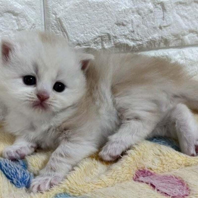 販売中の山梨県のスコティッシュフォールド-138031の2枚目