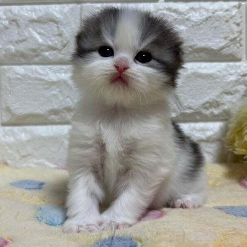 販売中の山梨県のスコティッシュフォールド(折れ耳)-138032の1枚目