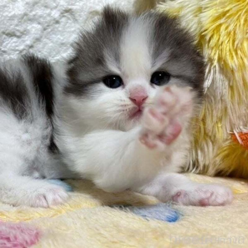 販売中の山梨県のスコティッシュフォールド(折れ耳)-138032の2枚目