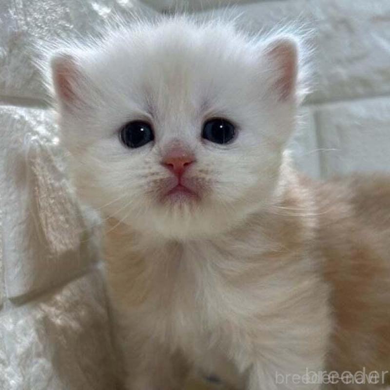 販売中の山梨県のスコティッシュフォールド-138033の5枚目