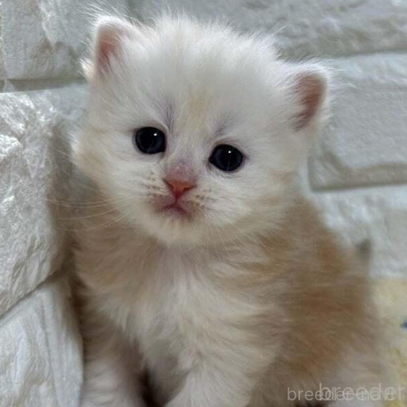 販売中の山梨県のスコティッシュフォールド-138033