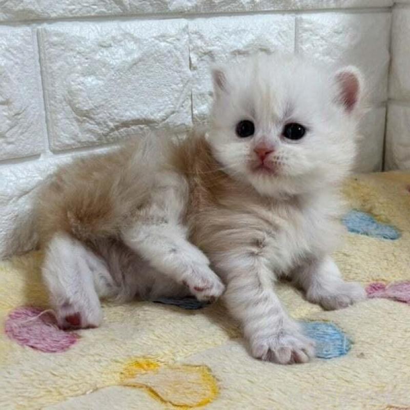 販売中の山梨県のスコティッシュフォールド-138033の4枚目