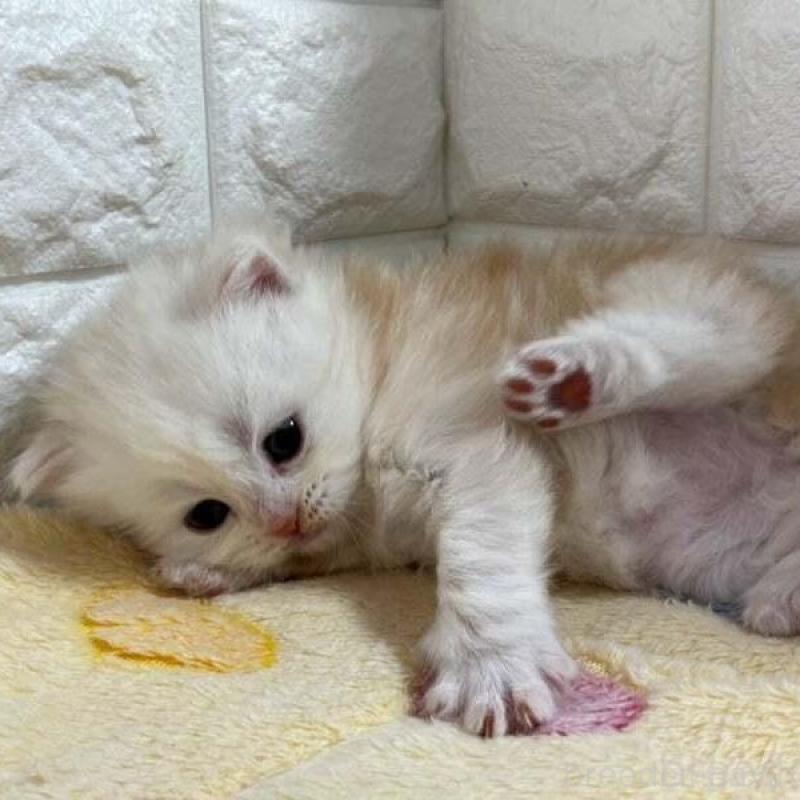 販売中の山梨県のスコティッシュフォールド-138033の3枚目