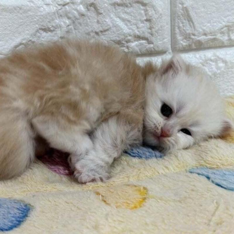 販売中の山梨県のスコティッシュフォールド-138033の2枚目