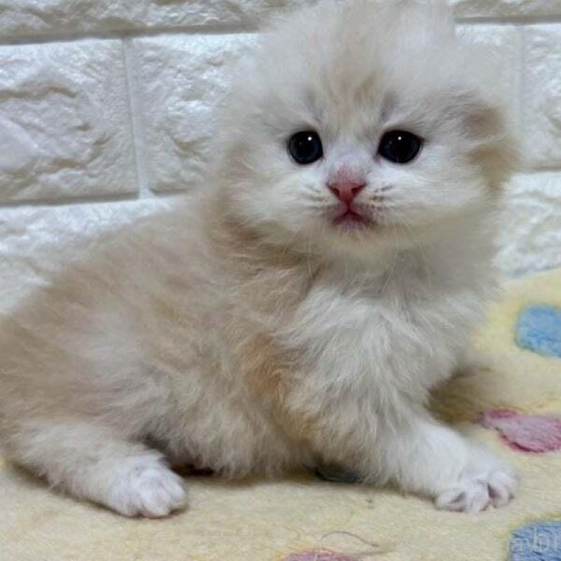 販売中の山梨県のスコティッシュフォールド(折れ耳)-138034