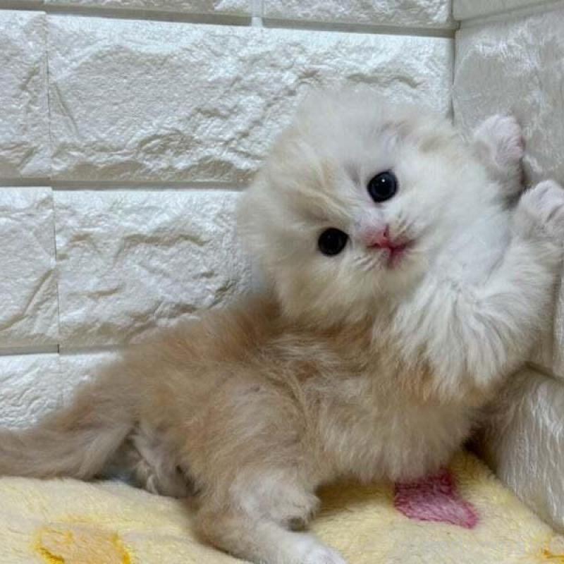 販売中の山梨県のスコティッシュフォールド(折れ耳)-138034の3枚目