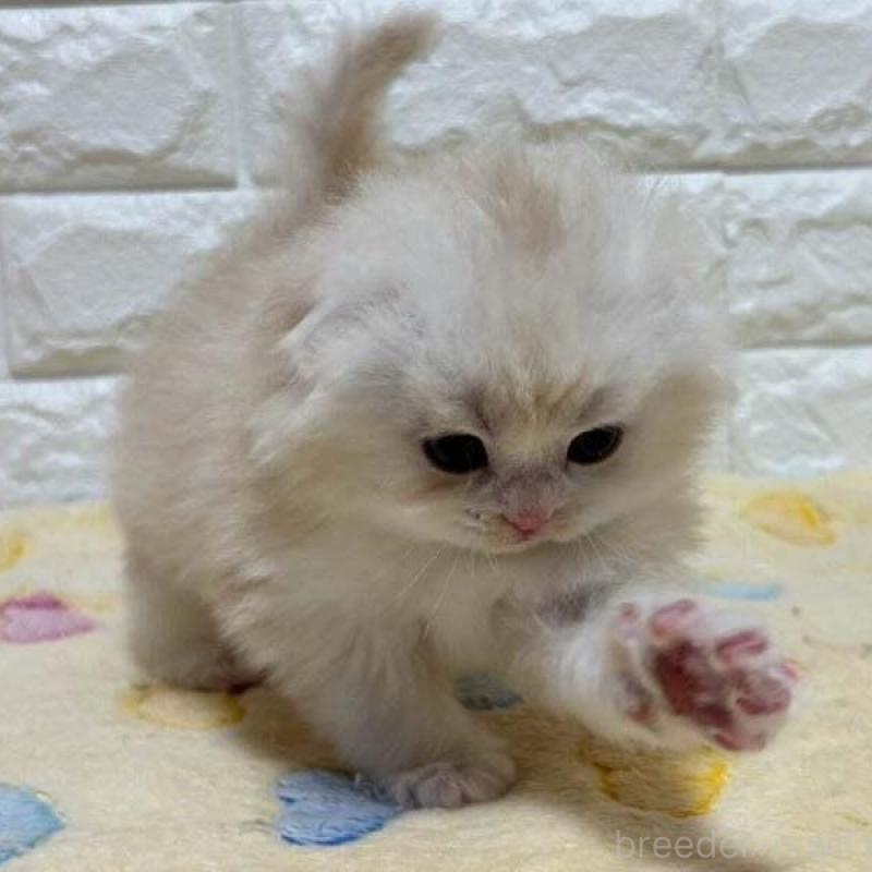 販売中の山梨県のスコティッシュフォールド(折れ耳)-138034の2枚目