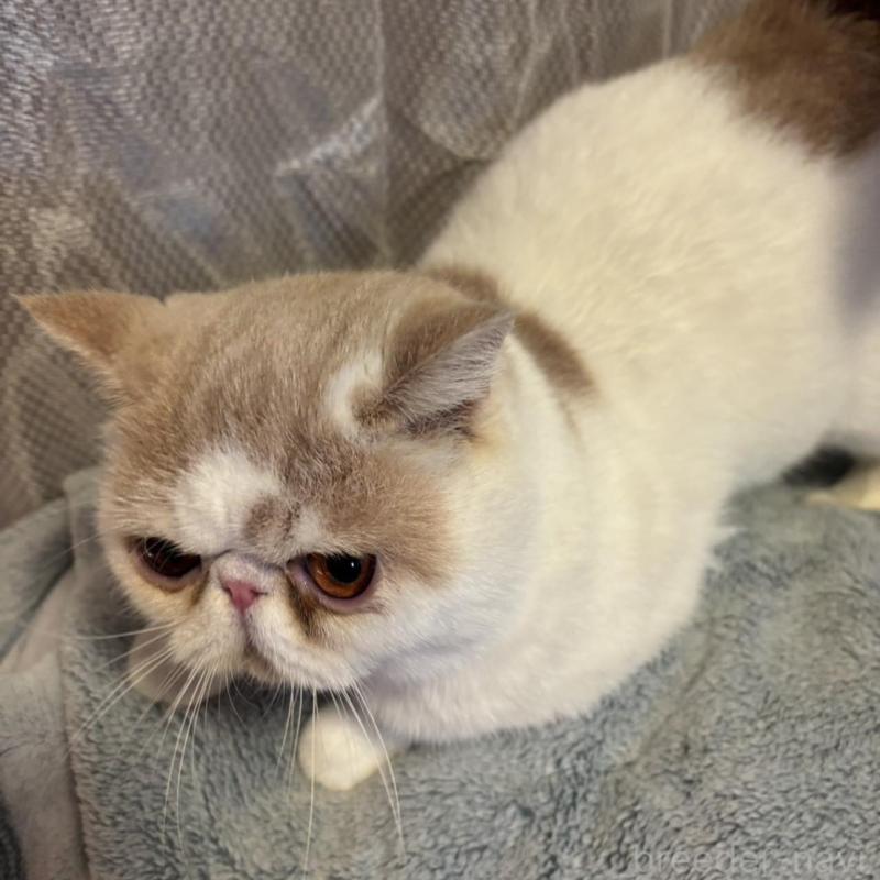 販売中の京都府のエキゾチックショートヘア-138036の6枚目