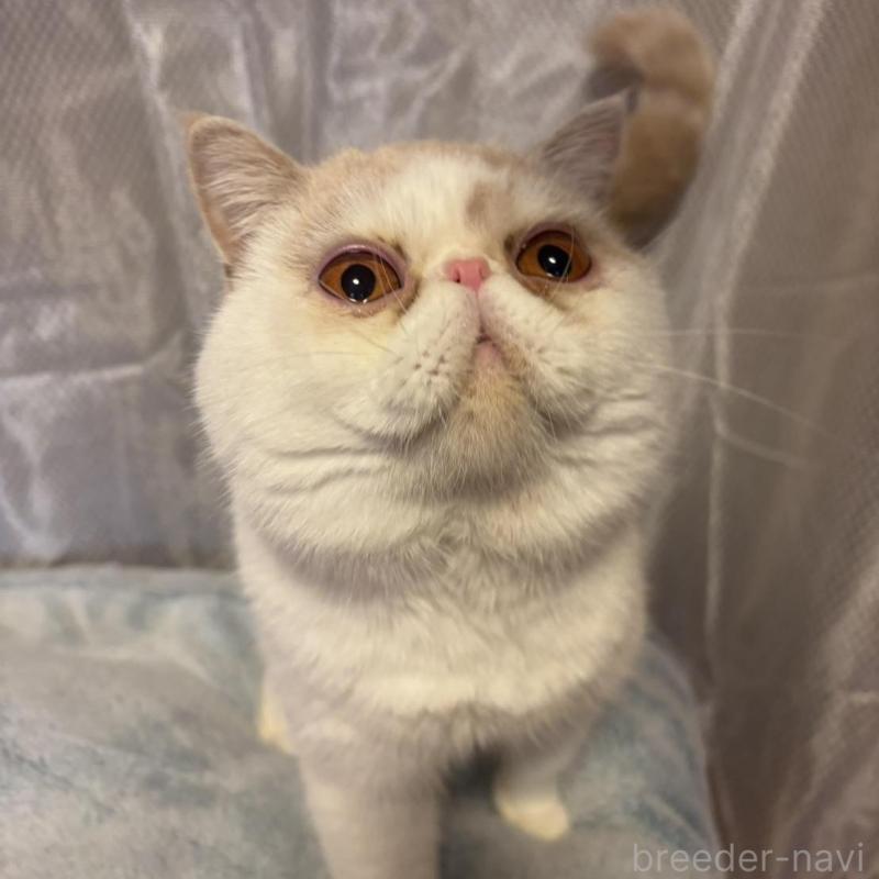 販売中の京都府のエキゾチックショートヘア-138036の5枚目