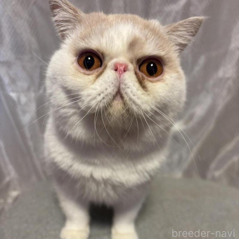 販売中の京都府のエキゾチックショートヘア-138036の1枚目