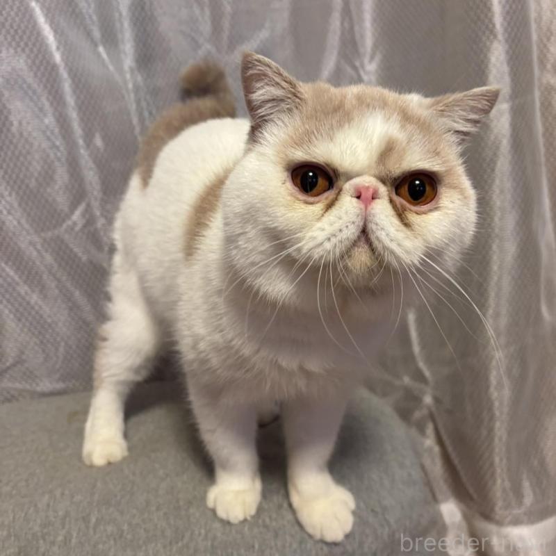 販売中の京都府のエキゾチックショートヘア-138036の4枚目