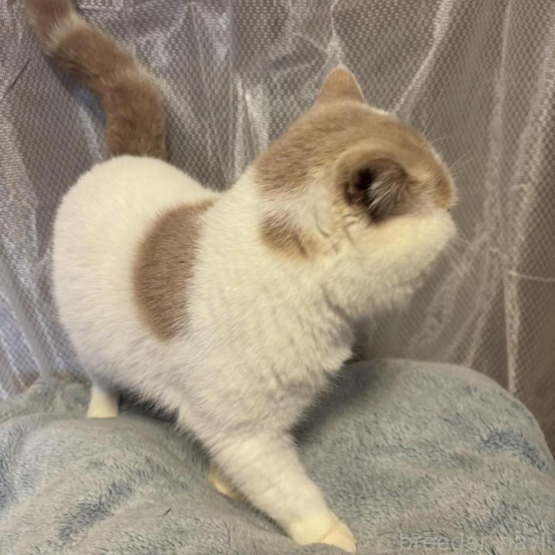 販売中の京都府のエキゾチックショートヘア-138036の3枚目