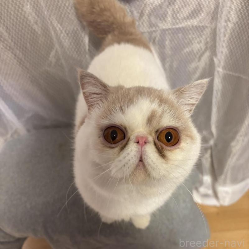 販売中の京都府のエキゾチックショートヘア-138036の2枚目