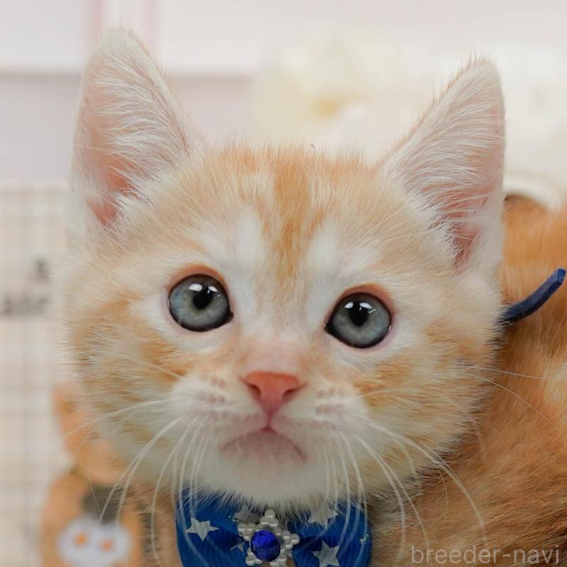 販売中の神奈川県のマンチカン-138037の1枚目