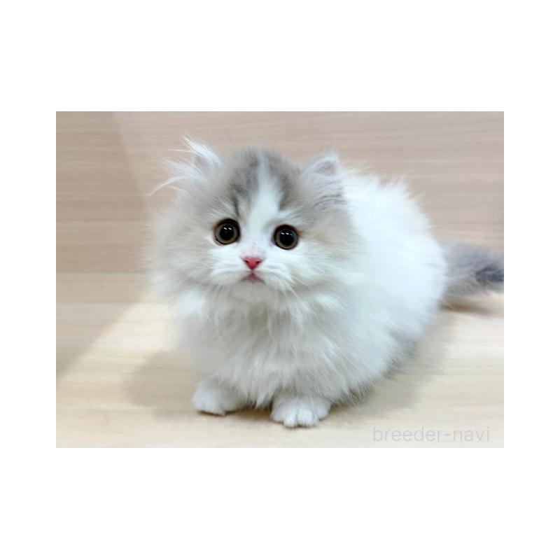 販売中の東京都のマンチカン(短足)-138039の1枚目