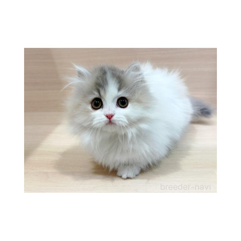 販売中の東京都のマンチカン(短足)-138039の5枚目