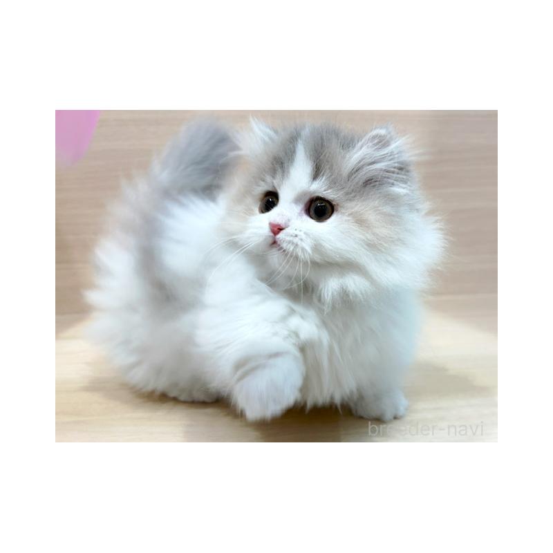 販売中の東京都のマンチカン(短足)-138039の4枚目