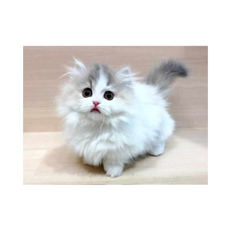 販売中の東京都のマンチカン(短足)-138039の3枚目