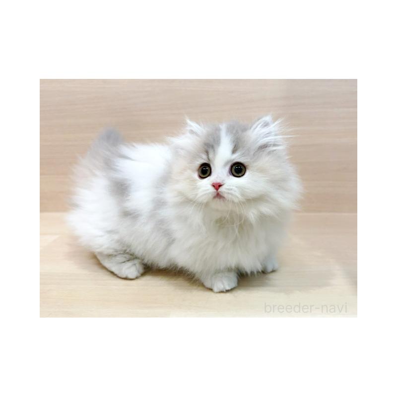 販売中の東京都のマンチカン(短足)-138039の2枚目