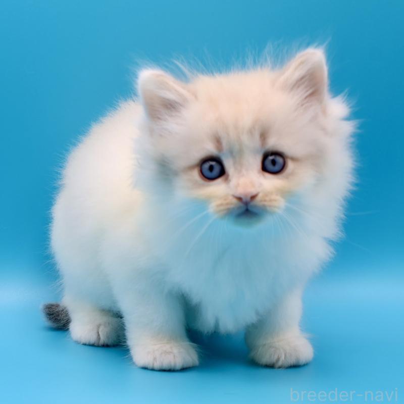 販売中の埼玉県のサイベリアン-138038の1枚目