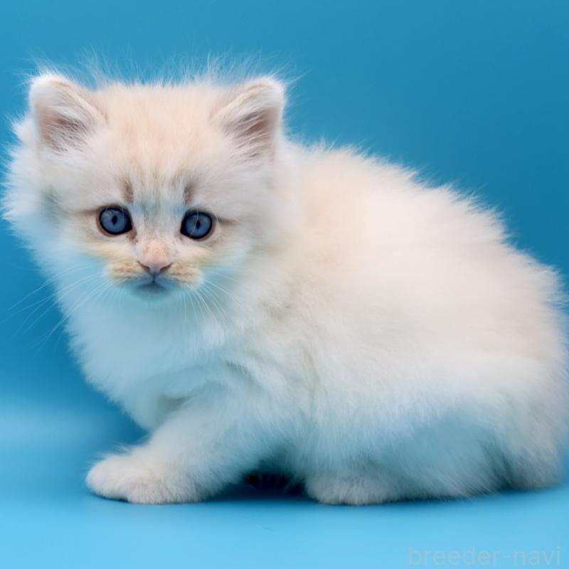 販売中の埼玉県のサイベリアン-138038の3枚目