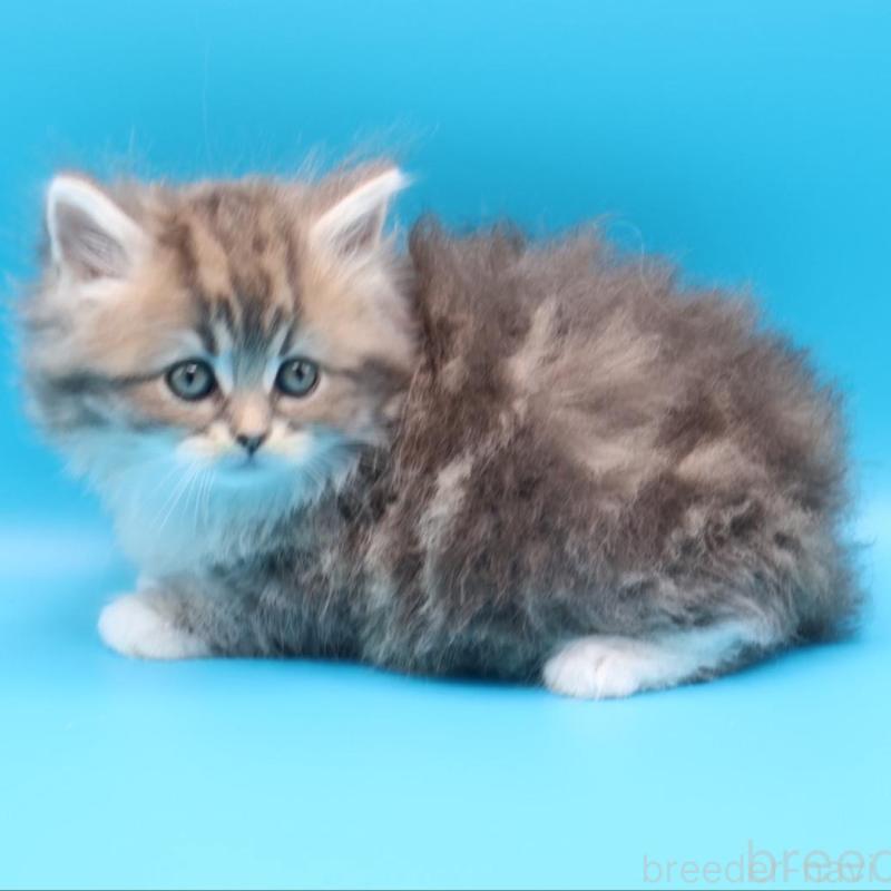 販売中の埼玉県のサイベリアン-138040の3枚目