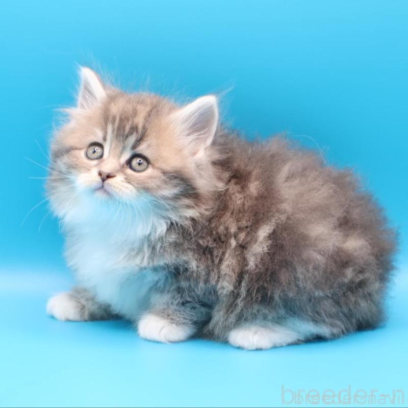 販売中の埼玉県のサイベリアン-138040の2枚目