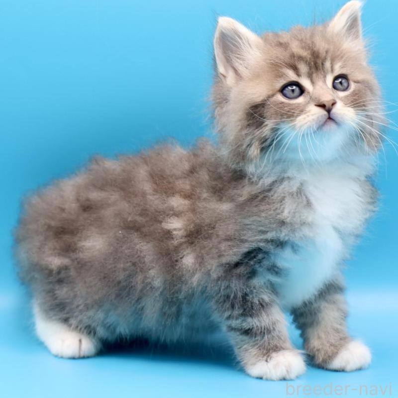 販売中の埼玉県のサイベリアン-138041の3枚目