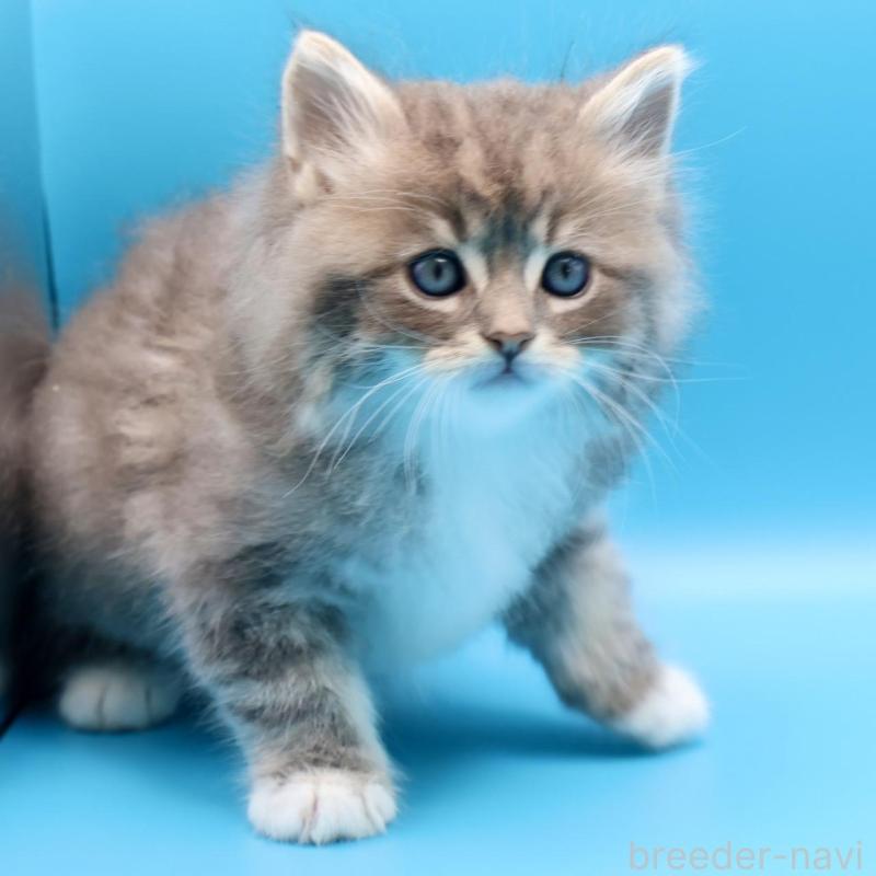 販売中の埼玉県のサイベリアン-138041の2枚目