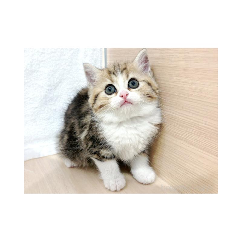 販売中の東京都のミヌエット-138047