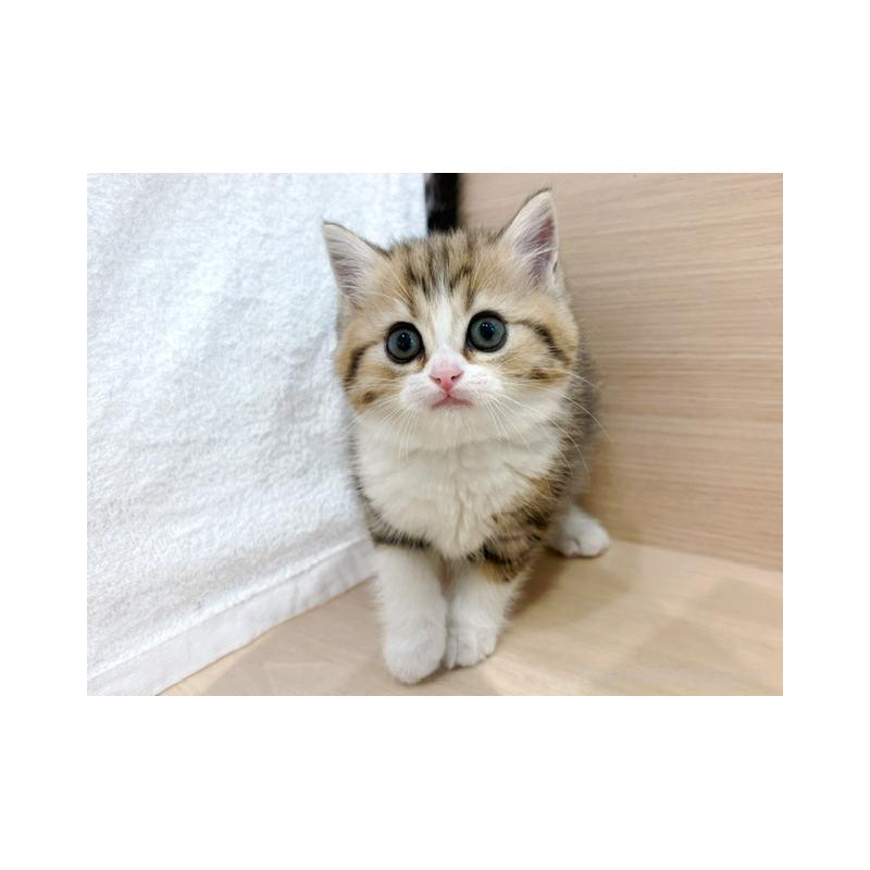 販売中の東京都のミヌエット-138047の5枚目