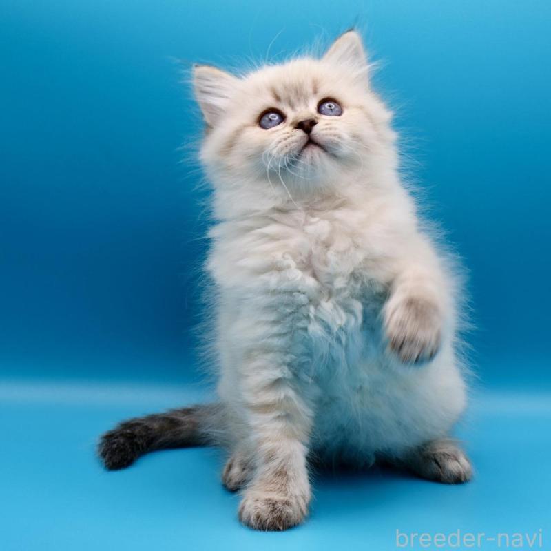 販売中の埼玉県のサイベリアン-138042の2枚目