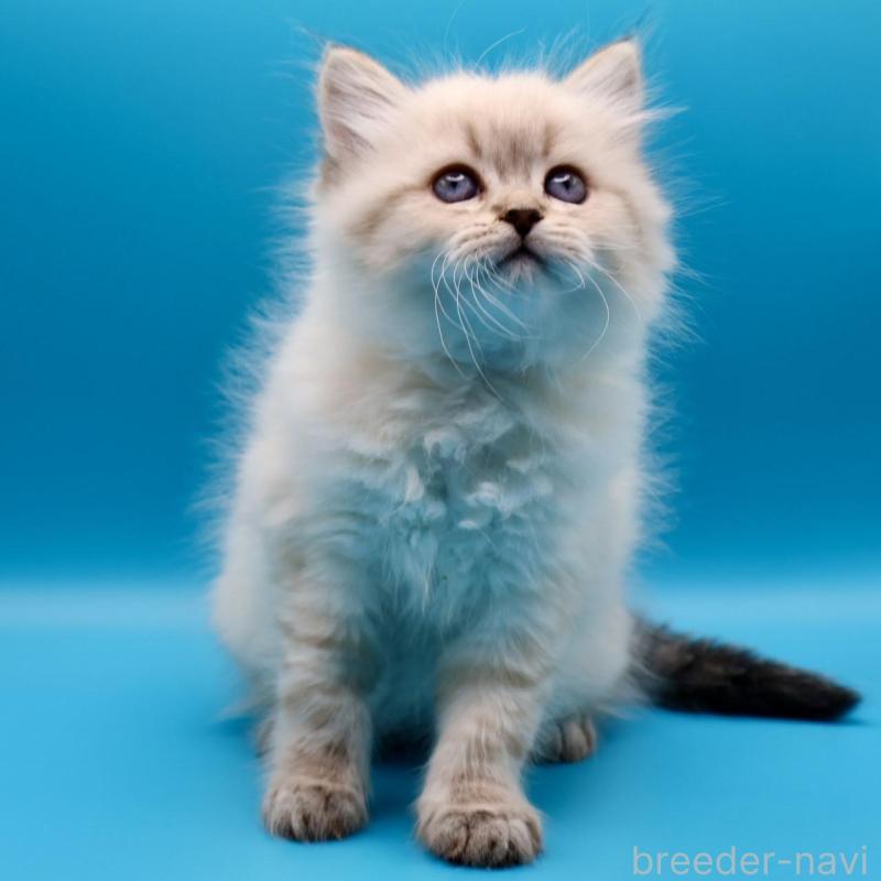 販売中の埼玉県のサイベリアン-138042