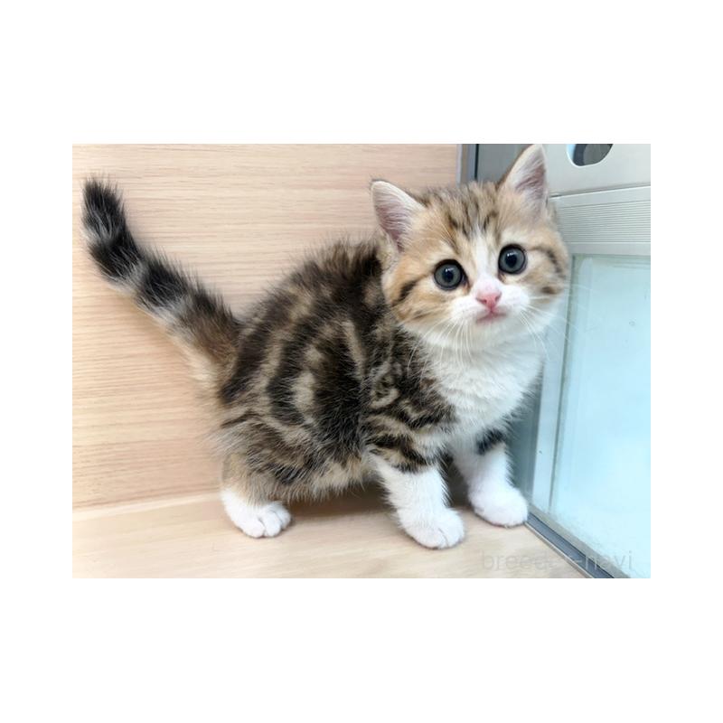 販売中の東京都のミヌエット-138047の4枚目