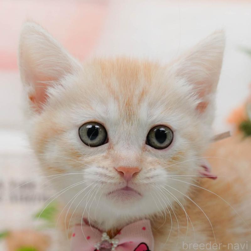 販売中の神奈川県のマンチカン-138043の1枚目