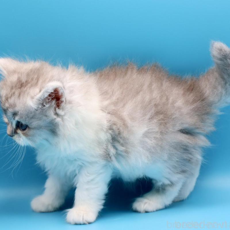 販売中の埼玉県のサイベリアン-138044の2枚目