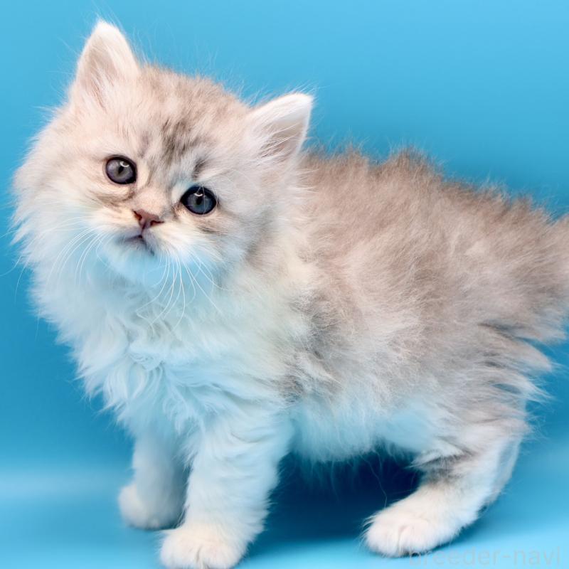 販売中の埼玉県のサイベリアン-138044の1枚目