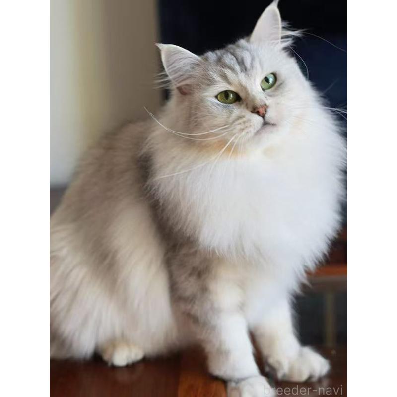 販売中の埼玉県のサイベリアン-138048の4枚目