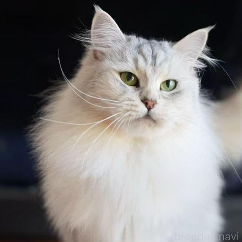 販売中の埼玉県のサイベリアン-138048の1枚目