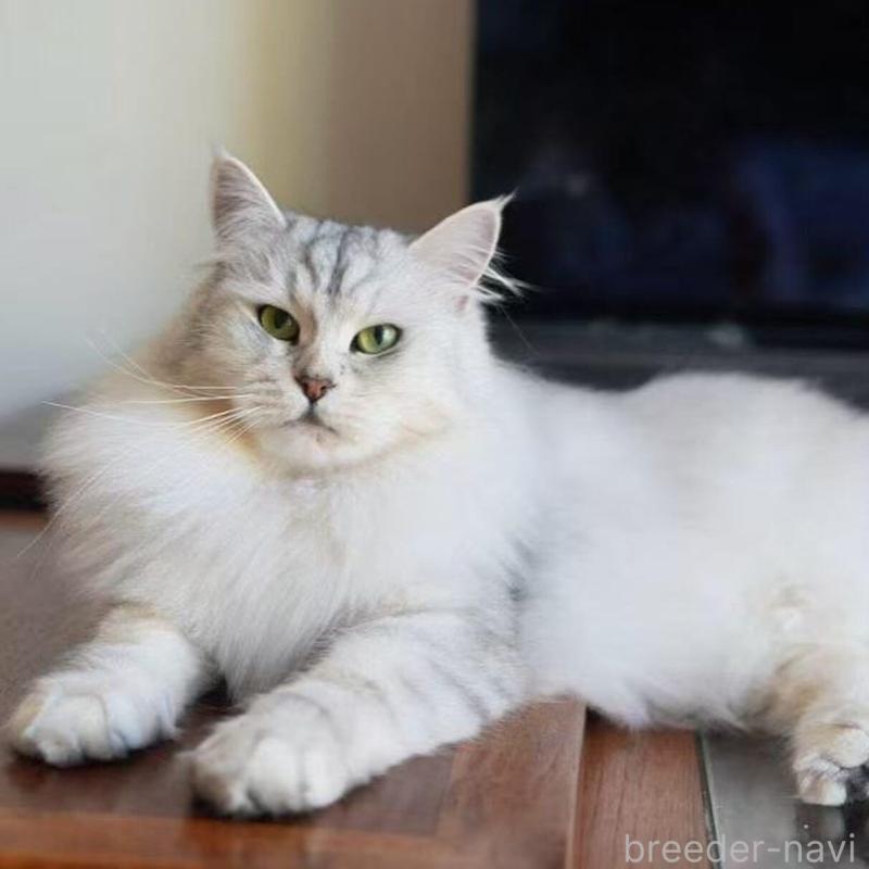 販売中の埼玉県のサイベリアン-138048の3枚目