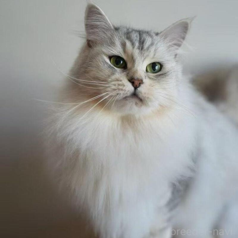 販売中の埼玉県のサイベリアン-138048の2枚目