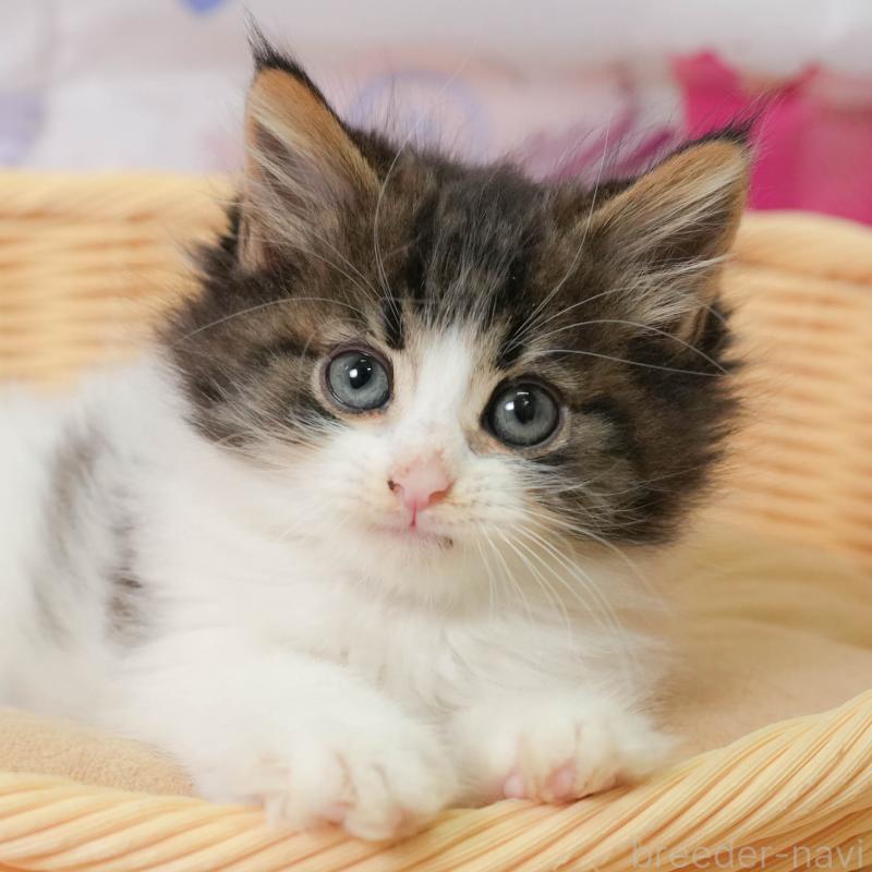 販売中の神奈川県のノルウェージャンフォレストキャット-138049